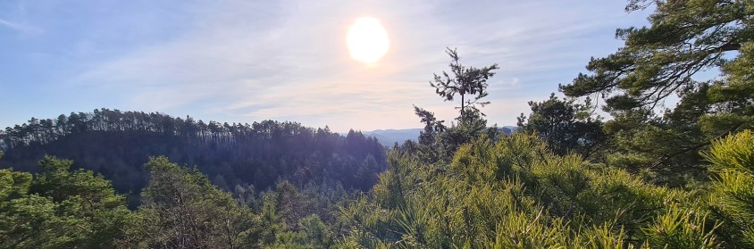 Pfälzerwald Aussicht