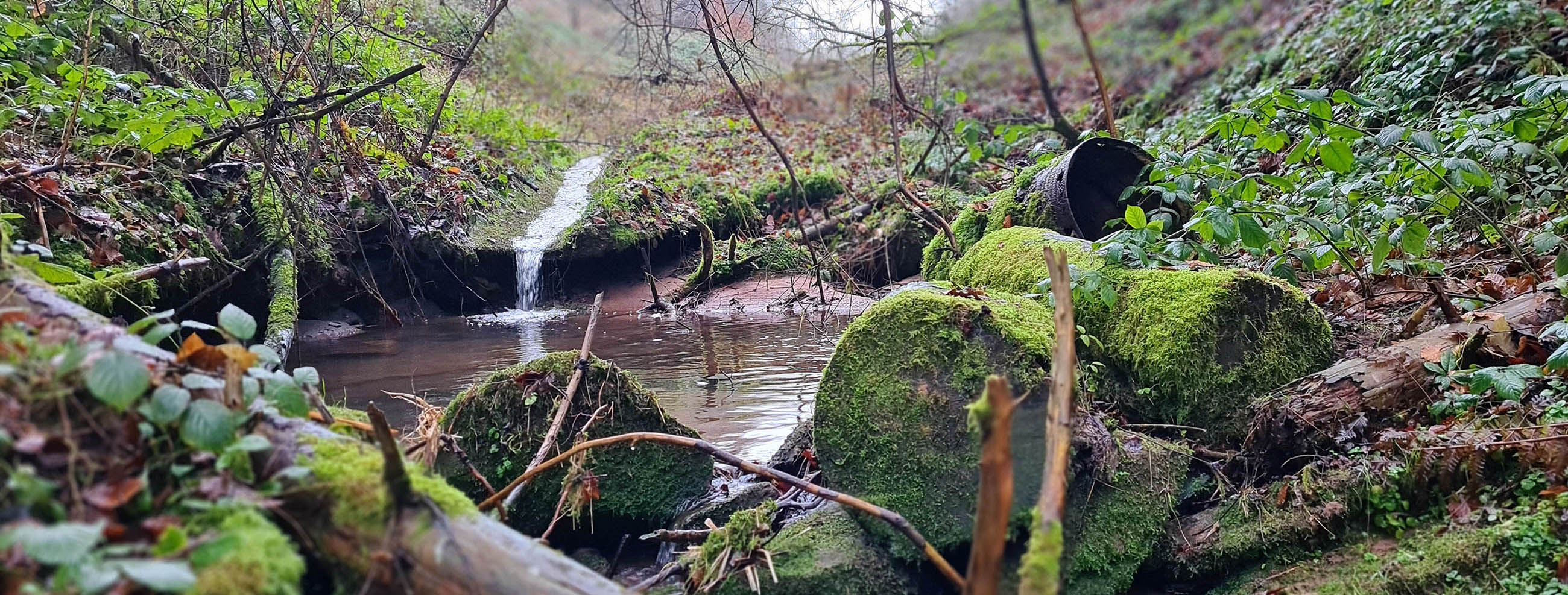 Bachlauf im Wald Bachlauf